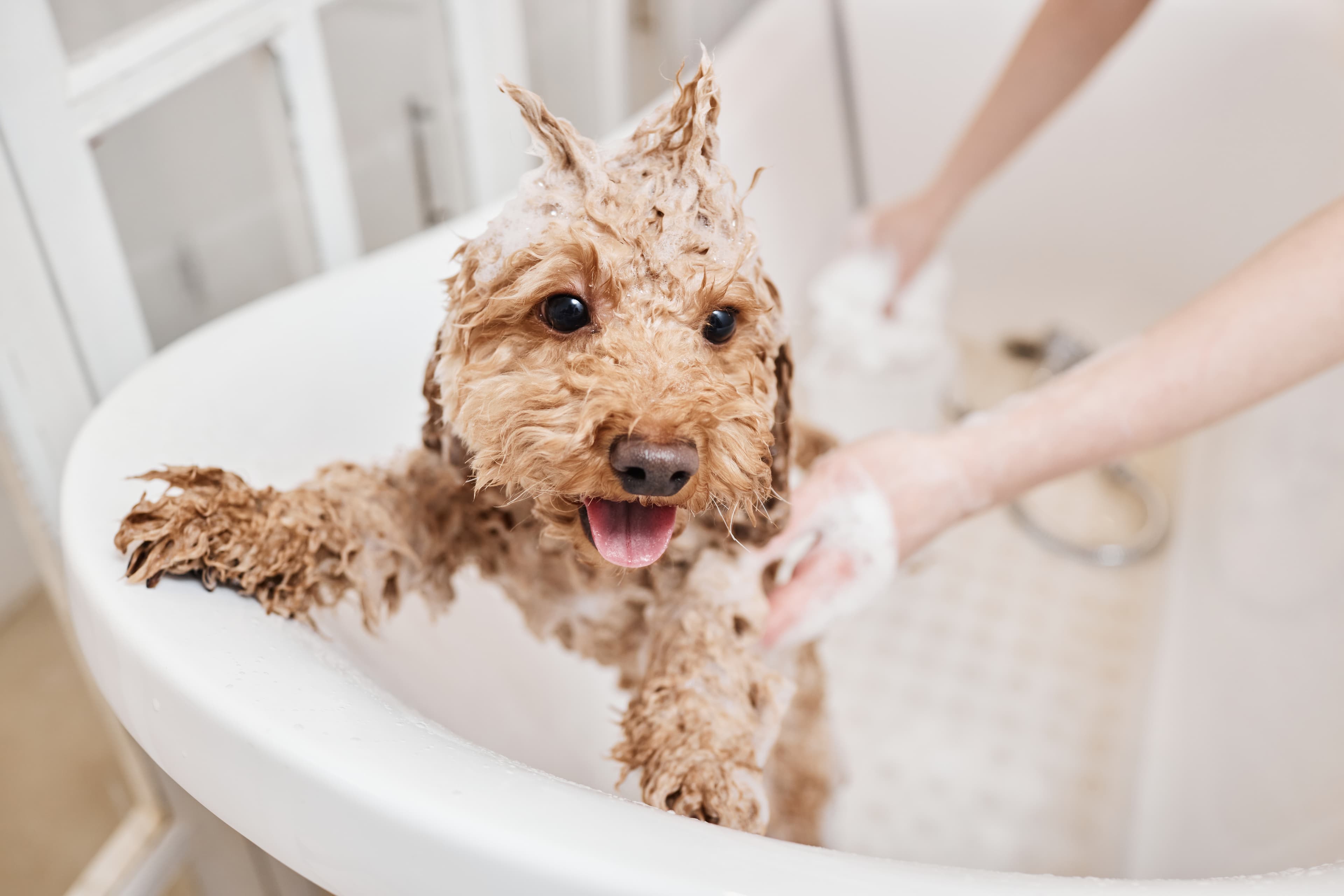Happy dog getting bath