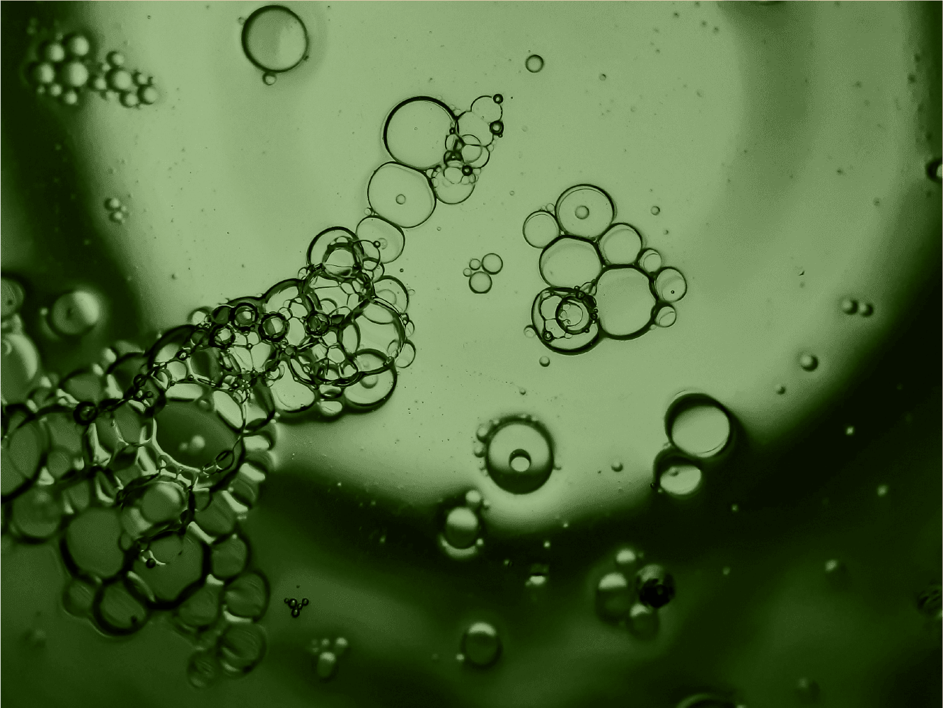 Scientific research and innovation in pet care